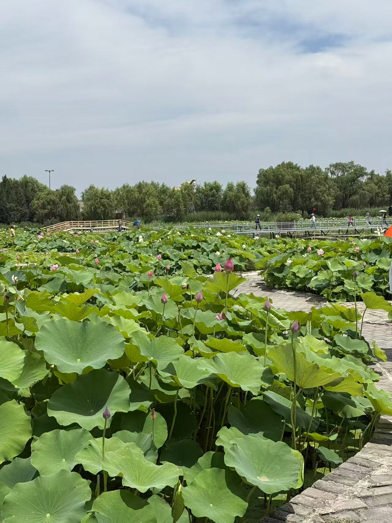 unwinding connecting and growing together our team getaway to baiyangdian lake-2